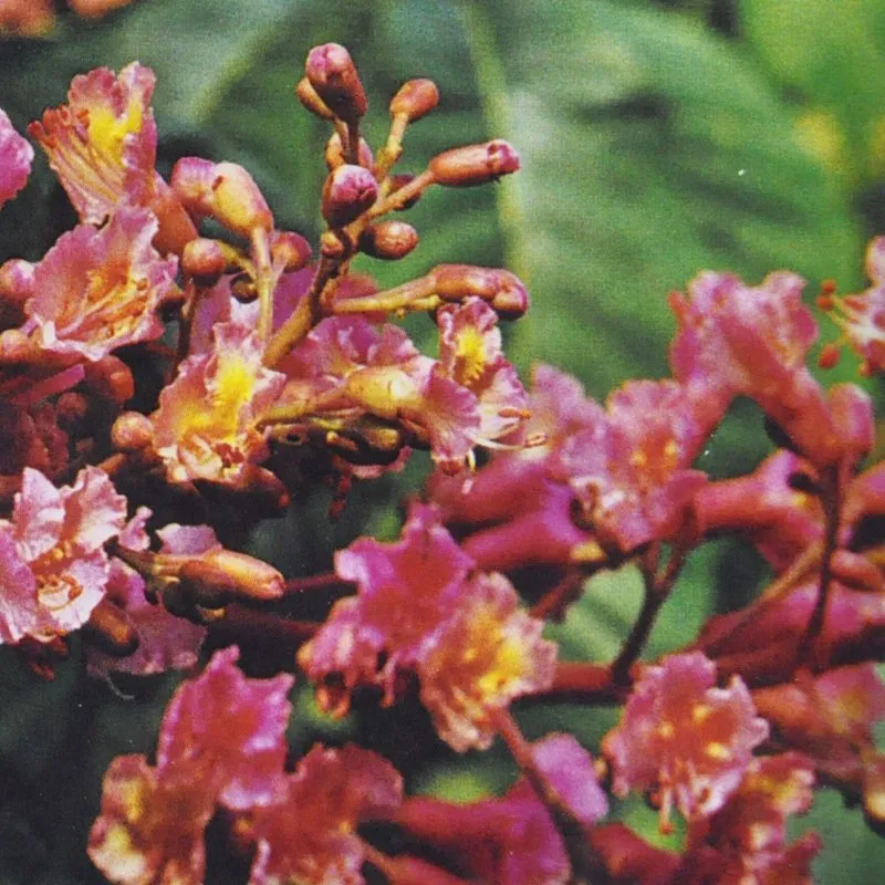Red Chestnut Bach Flower Remedy 10ml